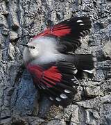 Wallcreeper