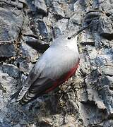 Wallcreeper