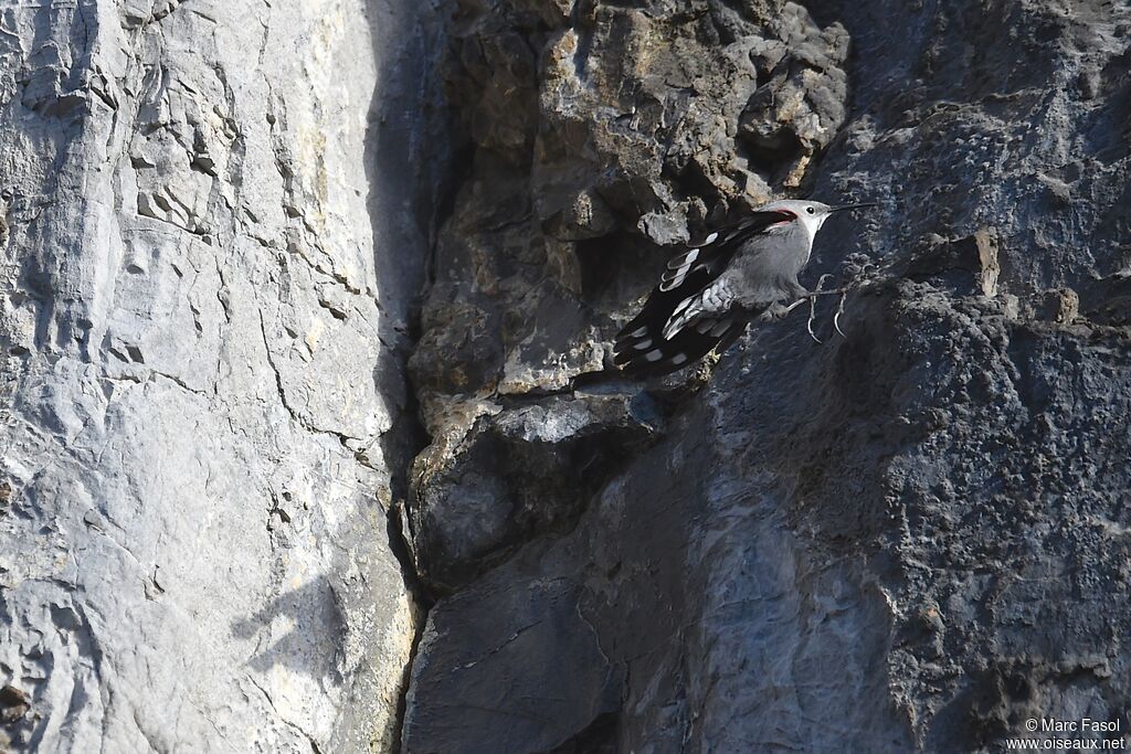 Wallcreeperadult post breeding, identification, Flight, Behaviour