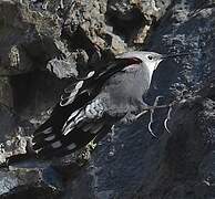 Wallcreeper