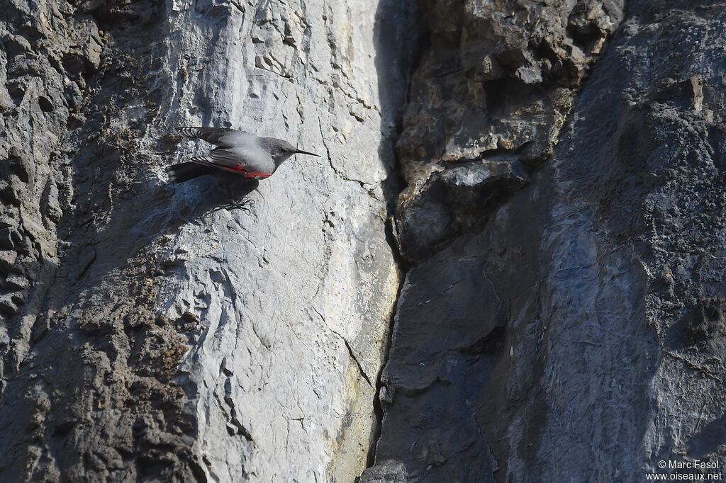 Wallcreeperadult post breeding, identification, Behaviour