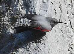 Wallcreeper