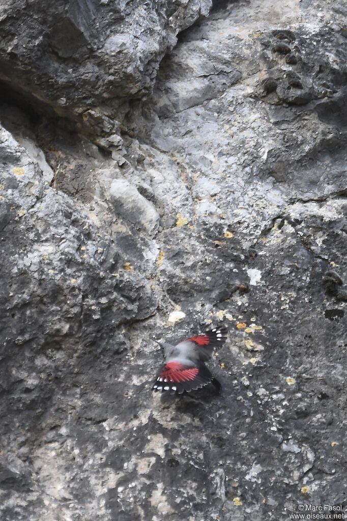 Wallcreeper male adult breeding, identification, Behaviour