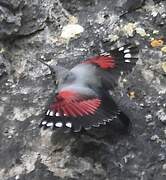 Wallcreeper