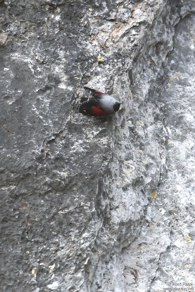 Wallcreeper male adult breeding, Behaviour