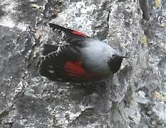 Wallcreeper