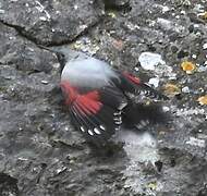 Wallcreeper