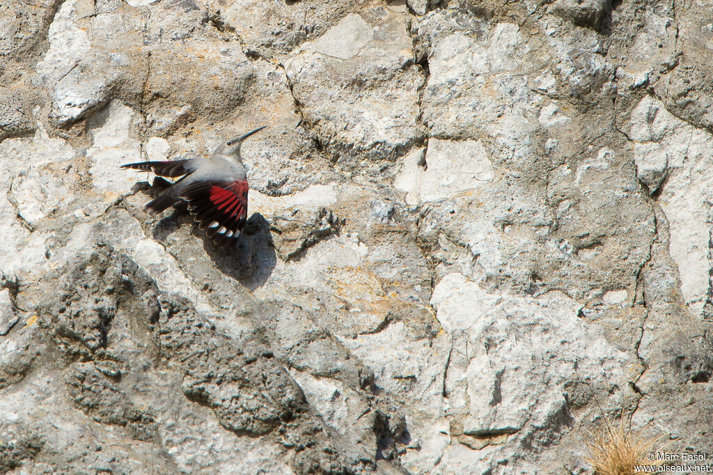 Wallcreeper male adult post breeding, identification