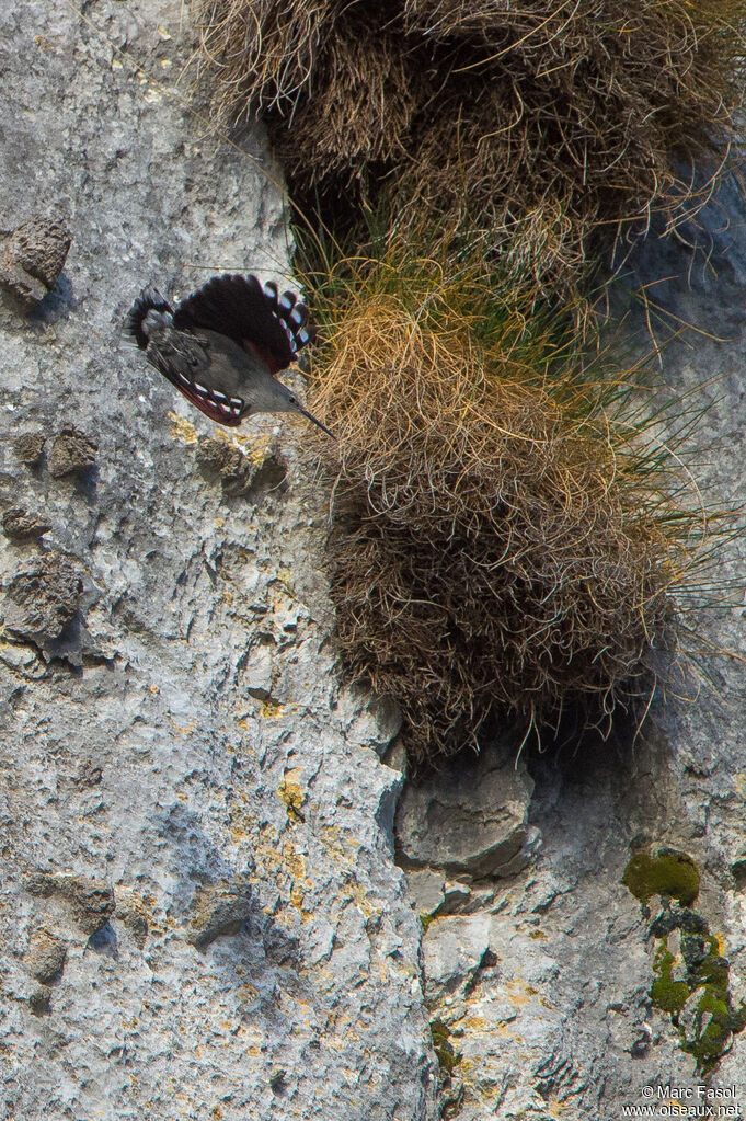 Wallcreeper male adult post breeding, Flight