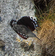 Wallcreeper