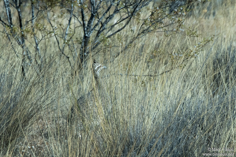 Elegant Crested Tinamouadult, identification, camouflage