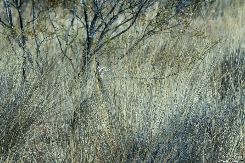 Elegant Crested Tinamouadult, identification, camouflage