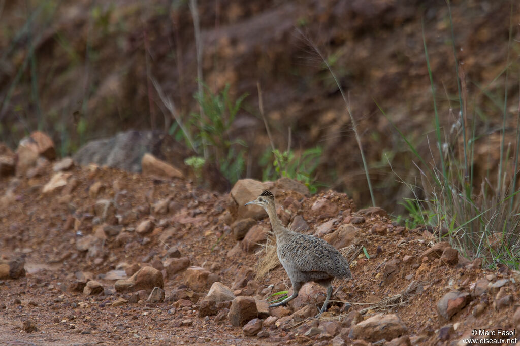 Tinamou isabelleadulte, identification, marche