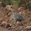 Tinamou isabelle