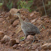 Tinamou isabelle