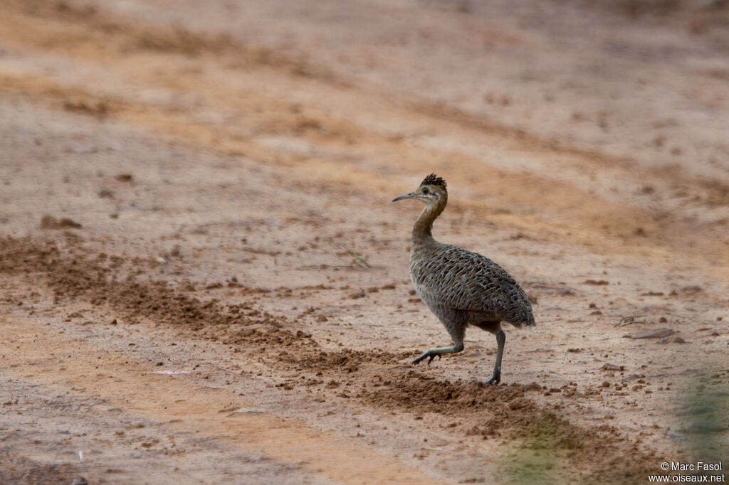 Tinamou isabelleadulte, identification, marche