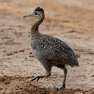 Tinamou isabelle
