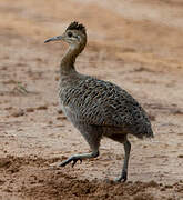 Tinamou isabelle