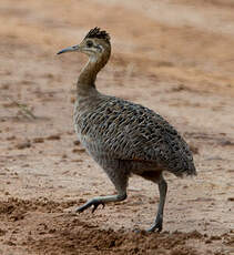 Tinamou isabelle