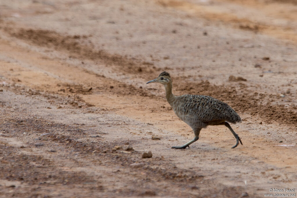 Tinamou isabelleadulte, identification, marche