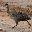 Tinamou isabelle