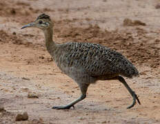 Red-winged Tinamou