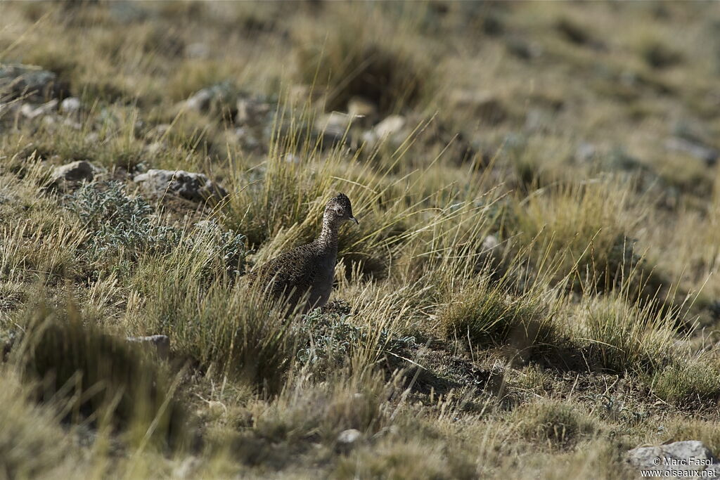 Tinamou ornéadulte, identification, Comportement