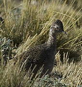 Ornate Tinamou