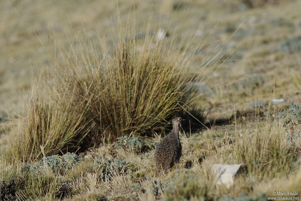 Tinamou ornéadulte, identification, Comportement