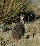 Ornate Tinamou