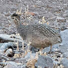 Tinamou perdrix