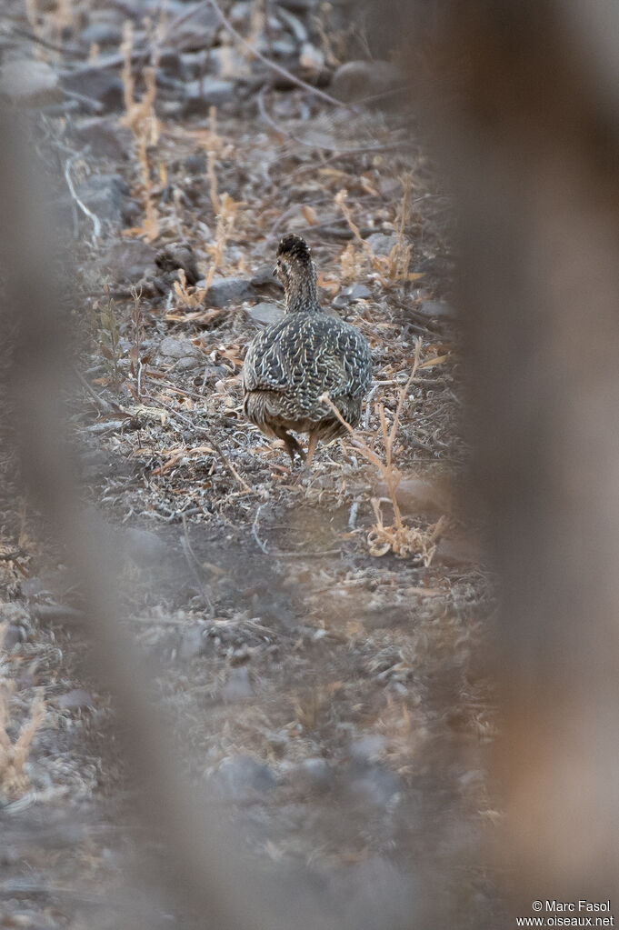 Chilean Tinamouadult, identification, walking