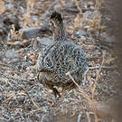 Tinamou perdrix