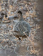 Chilean Tinamou