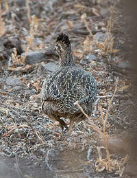 Tinamou perdrix