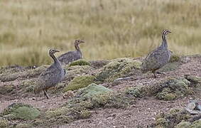 Puna Tinamou