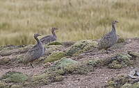 Tinamou quioula