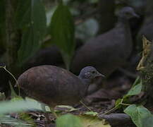 Little Tinamou