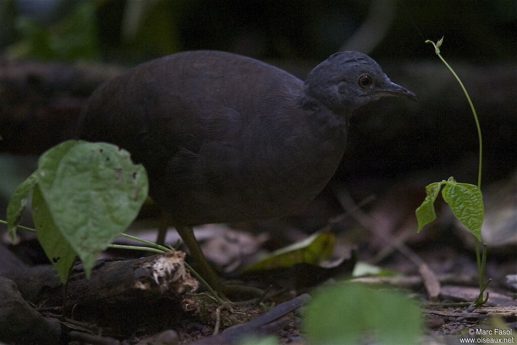 Tinamou souiadulte, identification