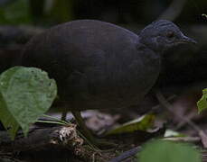 Little Tinamou