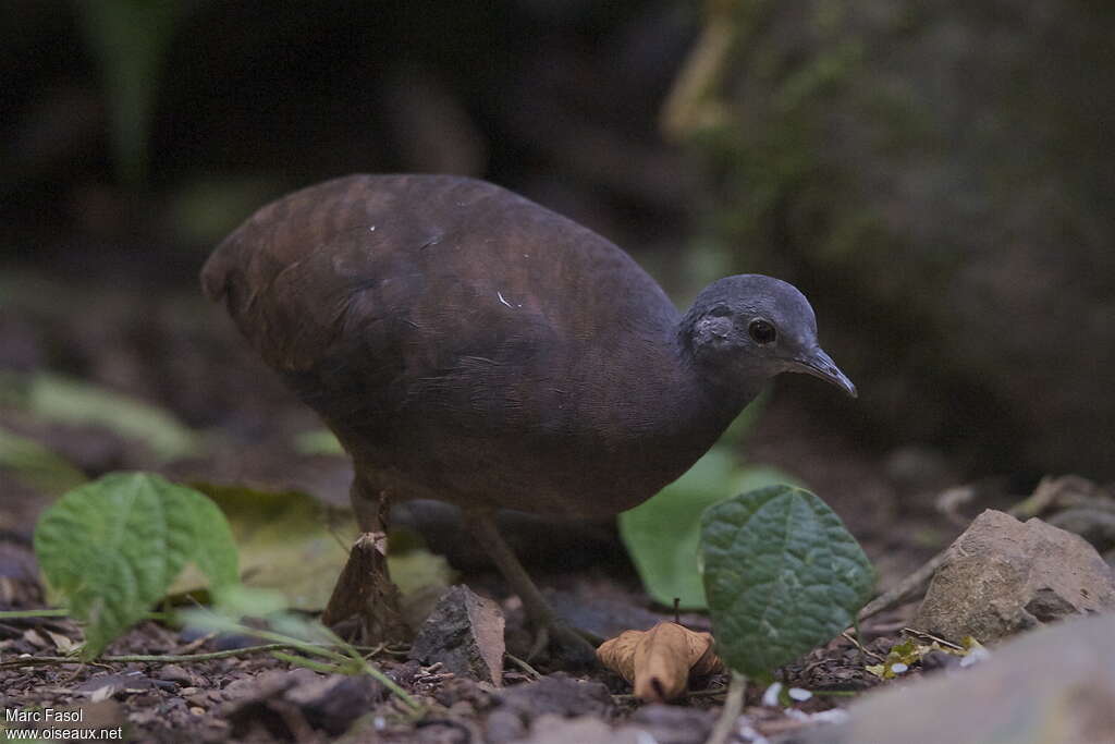 Tinamou souiadulte, identification