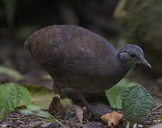 Little Tinamou