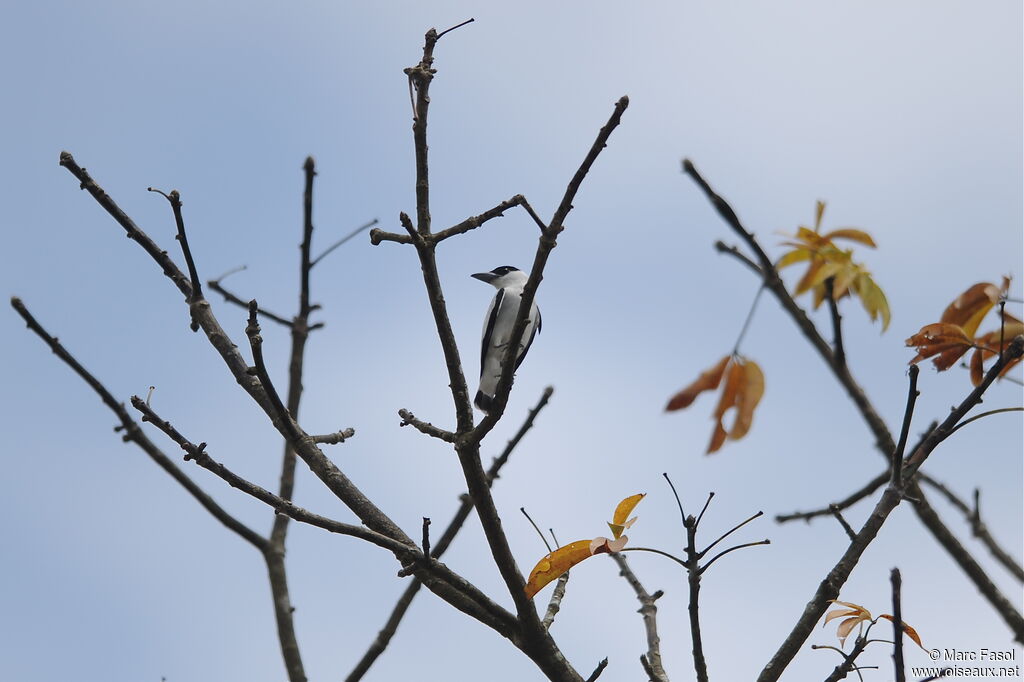 Black-crowned Tityra male adult breeding, identification