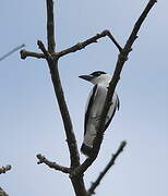 Black-crowned Tityra