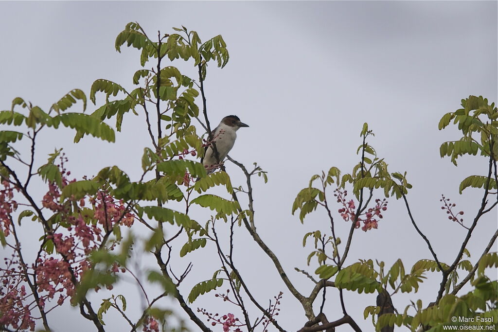 Black-crowned Tityra female adult breeding, identification