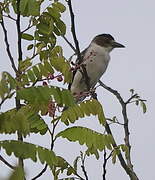 Black-crowned Tityra