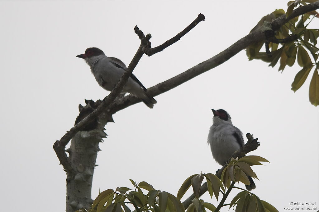 Tityre masqué adulte nuptial, identification