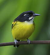 Black-backed Tody-Flycatcher