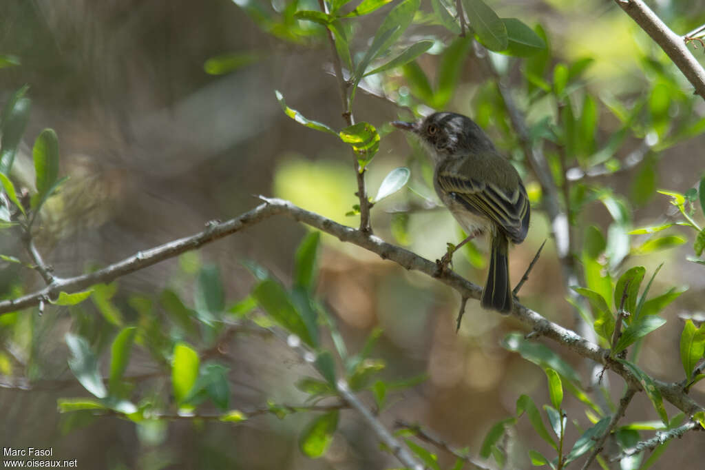 Todirostre à ventre perleadulte, habitat