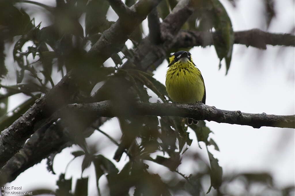 Yellow-browed Tody-Flycatcheradult, identification